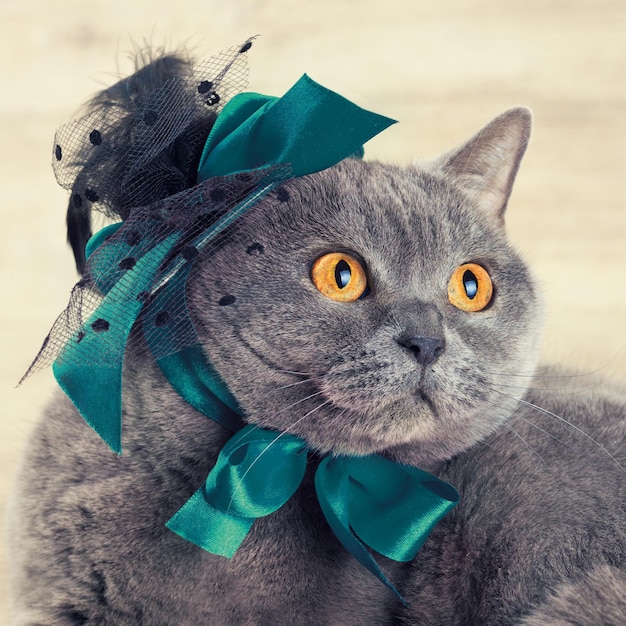Retrato de moda de gato con sombrero con cintas azules Gato mirando hacia arriba y soñando