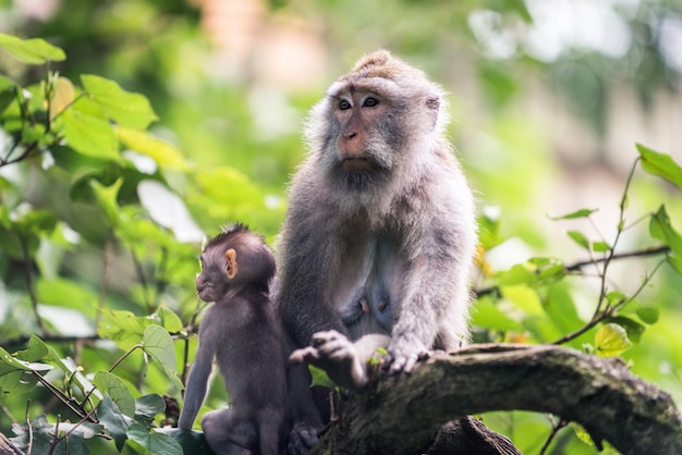 Retrato de un mono adulto en Monkey Forest, Ubud, Bali