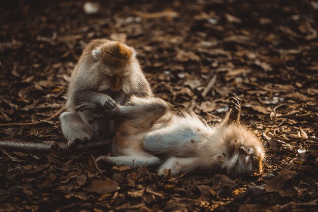 Retrato de un mono adulto en Monkey Forest, Ubud, Bali