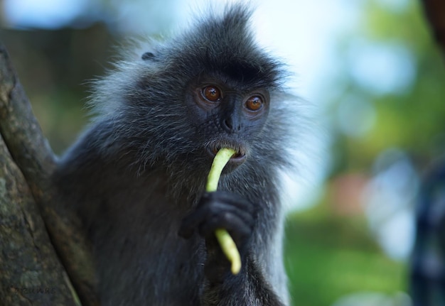 Foto retrato de un mono comiendo al aire libre