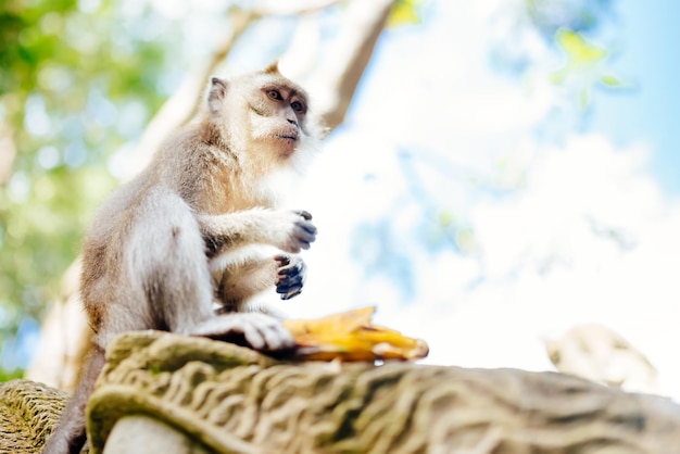 Retrato de mono en exótico hábitat natural