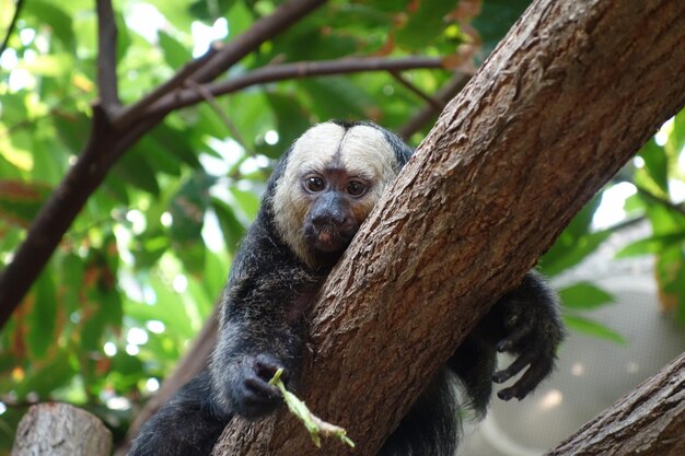 Retrato de un mono juvenil sentado en un árbol