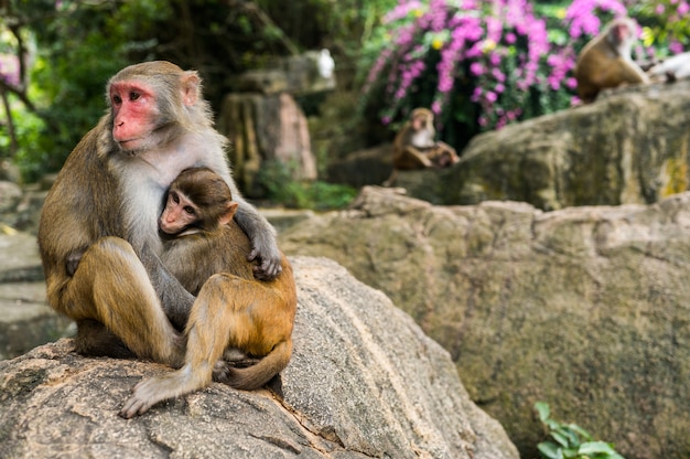 Un retrato del mono macaco Rhesus alimenta y protege a su bebé lindo en el parque forestal de la naturaleza tropical de Hainan, China. Escena de vida silvestre con peligro animal. Macaca mulatta.