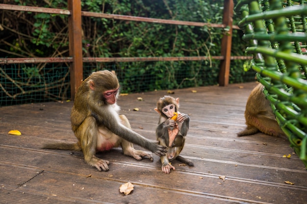 Un retrato del mono macaco Rhesus con su bebé lindo niño en el parque forestal de la naturaleza tropical de Hainan, China. Escena de vida silvestre con peligro animal. Macaca mulatta.