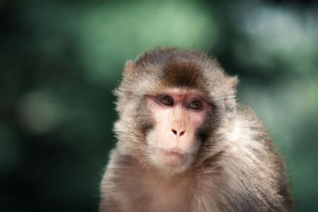 Retrato de un mono macaco Rhesus