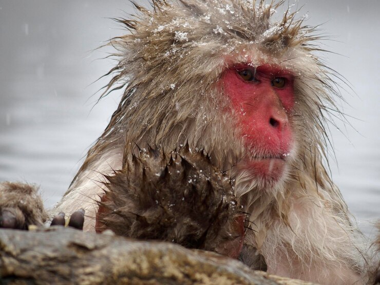 Foto retrato de un mono en la nieve