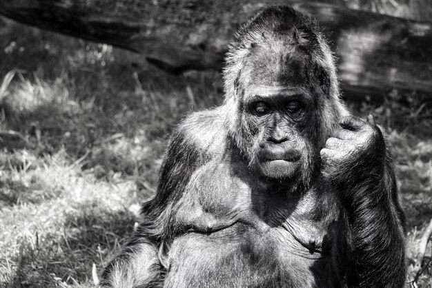 Foto retrato de un mono en primer plano