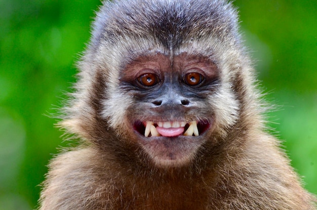 Retrato de un mono en primer plano