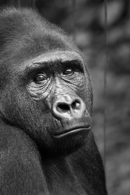 Foto retrato de un mono en primer plano