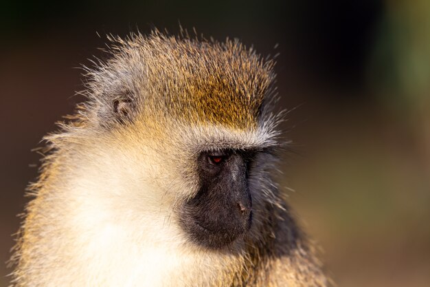 El retrato de un mono en la sabana de Kenia