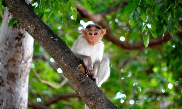 Foto retrato de un mono sentado en un árbol