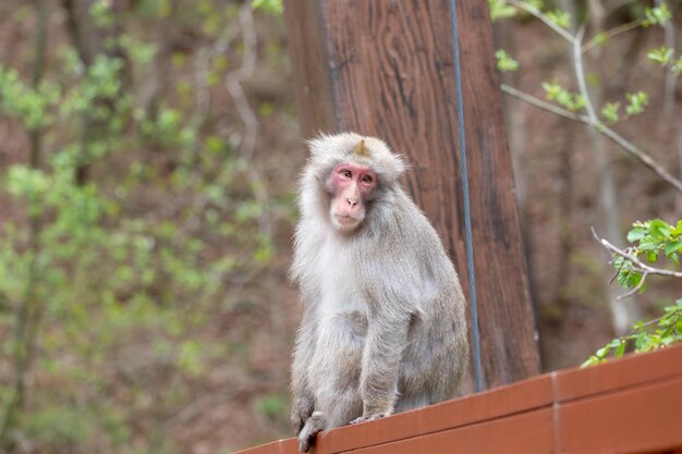 Foto retrato de un mono sentado en un árbol