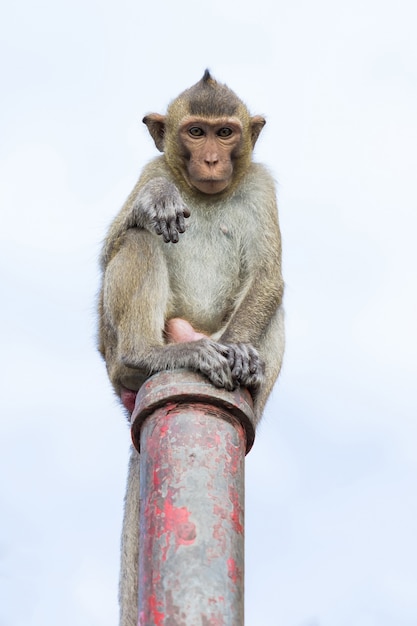 Retrato de un mono sentado en el poste en el cielo azul