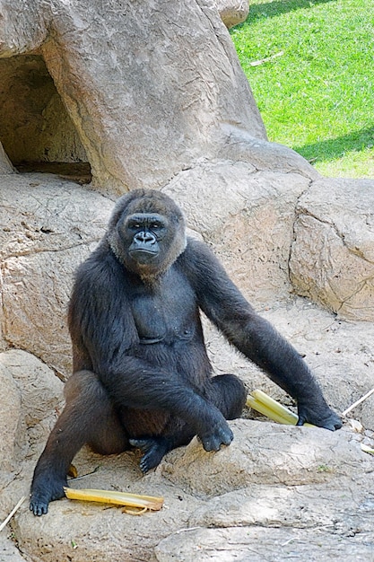 Foto retrato de un mono sentado