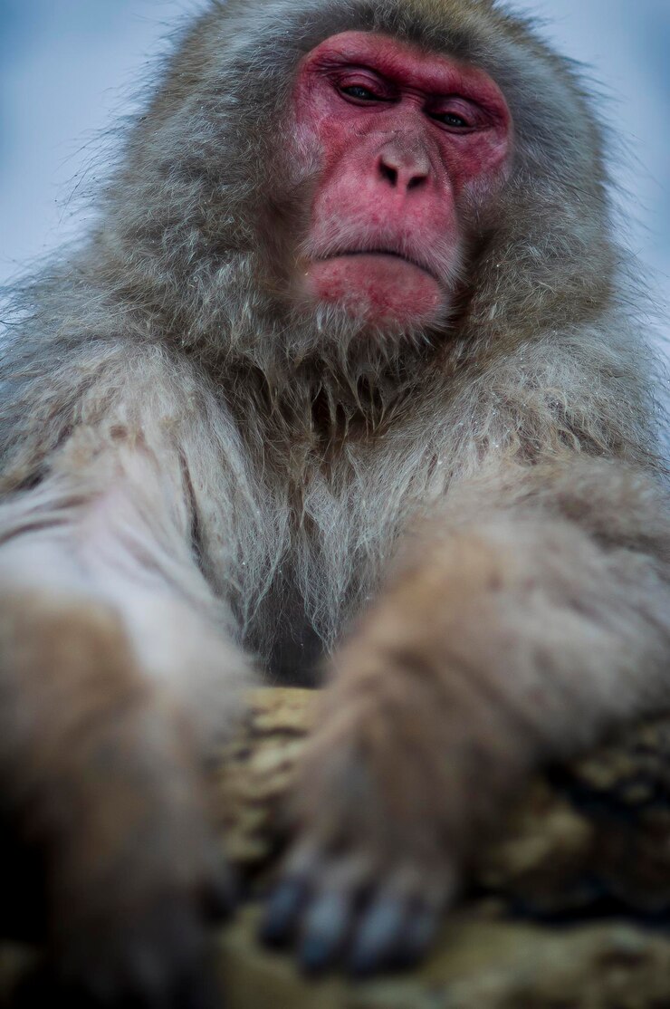 Foto el retrato de un mono