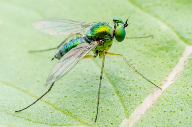 Retrato de mosca super macro