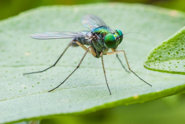 Retrato de mosca super macro