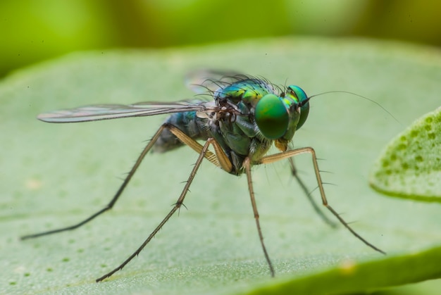 Retrato de mosca super macro