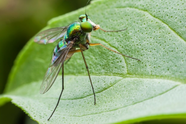 Retrato de mosca super macro