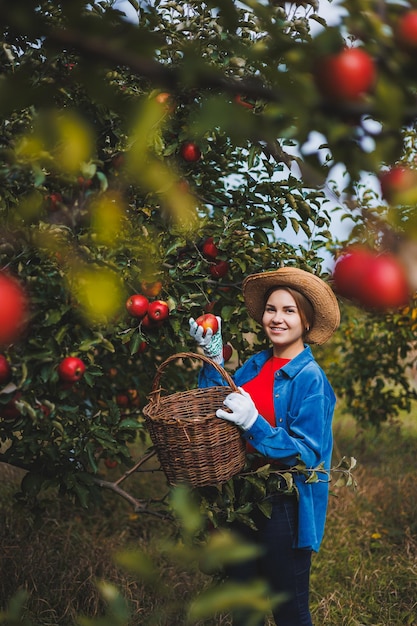 Retrato de una mujer hermosa recogiendo manzanas en un huerto Sosteniendo una canasta de manzanas Viste una camisa elegante y un sombrero de paja Cosechando manzanas en el jardín en otoño