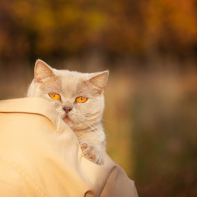 retrato, de, un, mujer joven, ambulante, en, el, otoño, parque, con, un, gato, en, ella, brazos, tarde