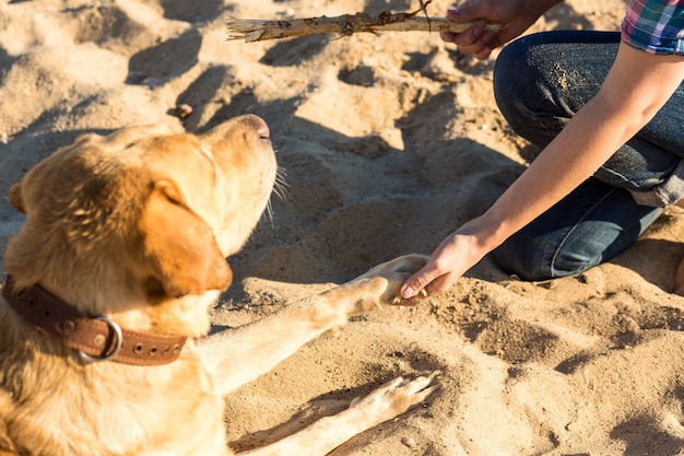 Retrato de mujer joven hermosa en gafas de sol sentado en la playa de arena con la niña de perro golden retriever ...