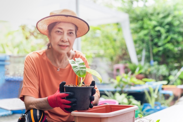 Retrato de mujer mayor que trabaja en el jardín con la mano que sostiene la planta joven