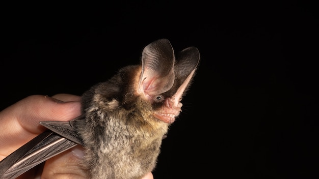 Retrato de murciélago brasileño, Striped Hairy-Nosed Bat es una especie de murciélago de América del Sur y Central.