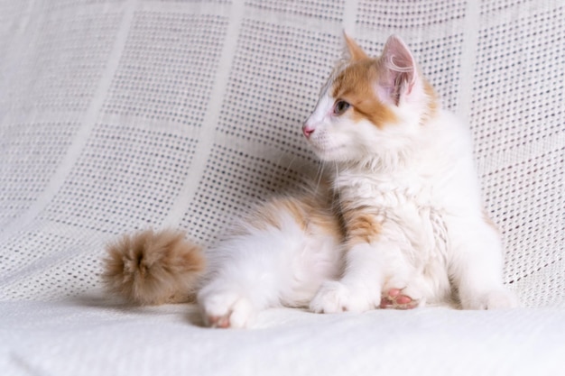 Retrato de naranja jengibre esponjoso mestizo de pelo largo gatito gatito acostado sobre tela escocesa de algodón blanco en casa mirando a un lado