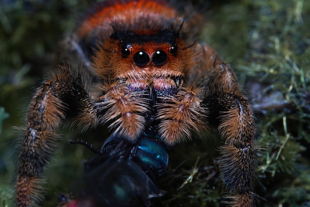 Foto retrato nítido y detallado extremo de macro de araña saltadora polaca