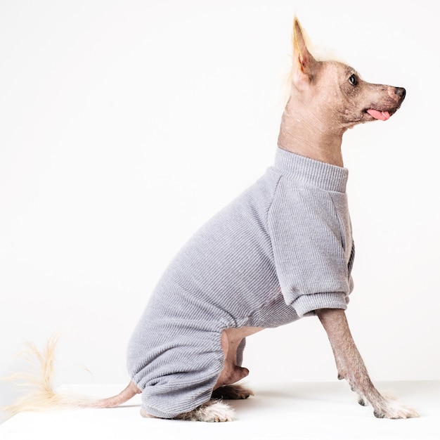 Retrato no perfil de um cão de crista chinês masculino com suéter cinza sobre fundo branco