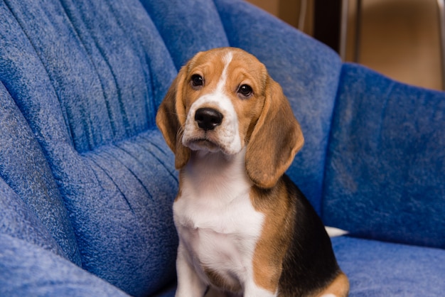 Retrato de noble mascota beagle en el interior de la casa