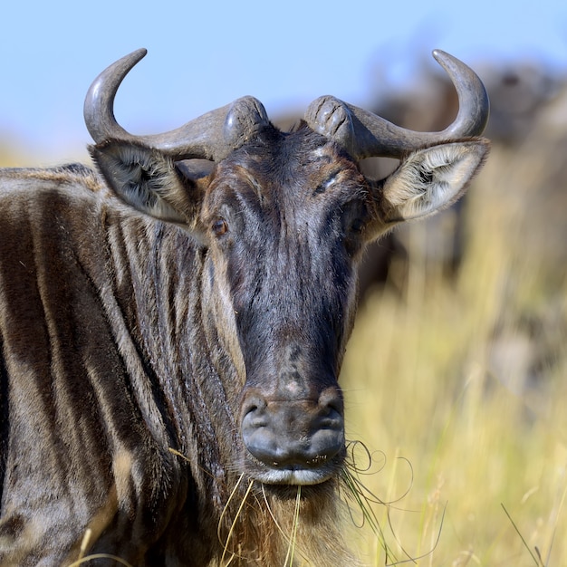 Retrato de un ñu, parque nacional de Kenia, África