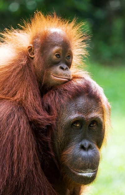 Retrato de una orangután hembra con un bebé en la naturaleza. Indonesia. La isla de Kalimantan (Borneo).