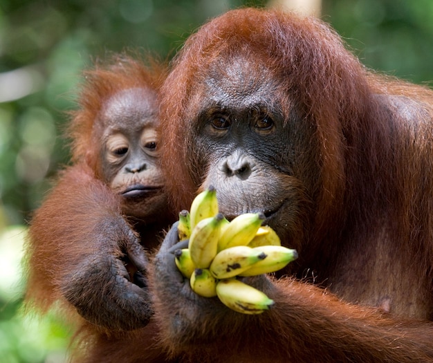 Retrato de una orangután hembra con un bebé en la naturaleza. Indonesia. La isla de Kalimantan (Borneo).