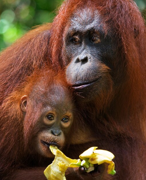 Retrato de una orangután hembra con un bebé en la naturaleza. Indonesia. La isla de Kalimantan (Borneo).