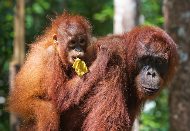 Retrato de una orangután hembra con un bebé en la naturaleza. Indonesia. La isla de Kalimantan (Borneo).