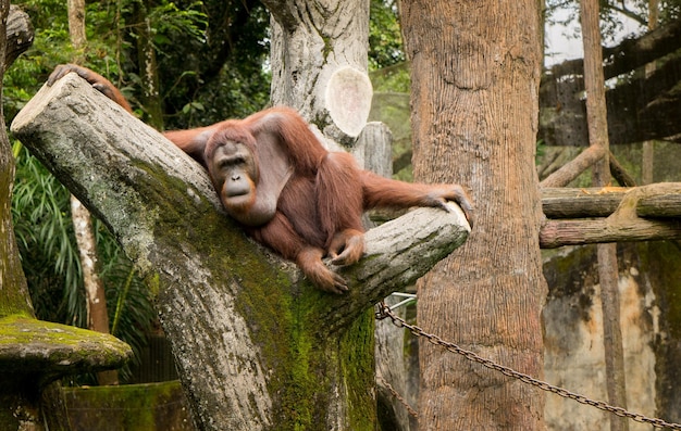 Retrato orangután hembra con pose perezosa