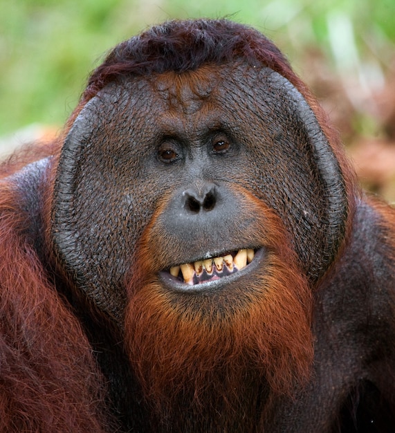 Retrato de un orangután macho. De cerca. Indonesia. La isla de Kalimantan (Borneo).