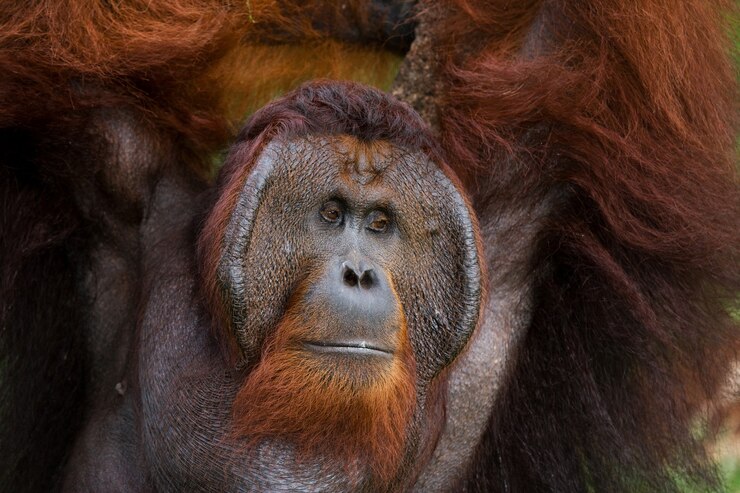 Foto retrato de un orangután macho. de cerca. indonesia. la isla de kalimantan (borneo).