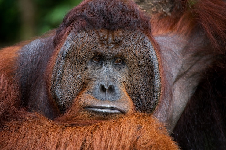 Foto retrato de un orangután macho. de cerca. indonesia. la isla de kalimantan (borneo).