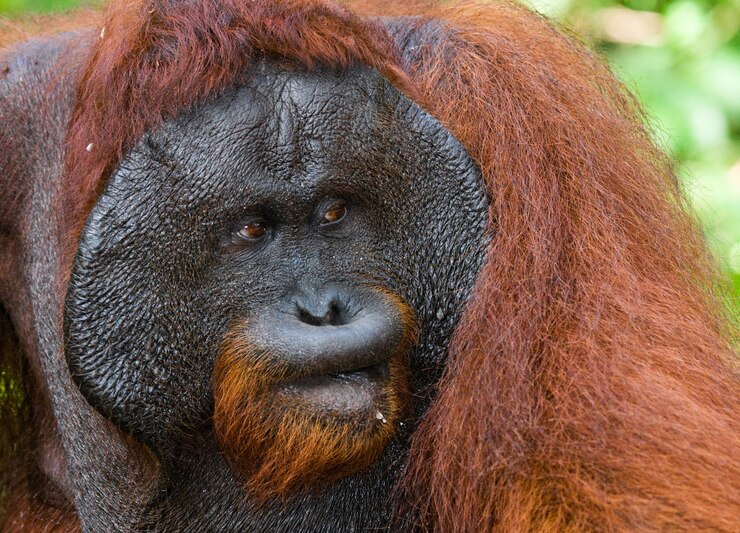 Foto retrato de un orangután macho. de cerca. indonesia. la isla de kalimantan (borneo).