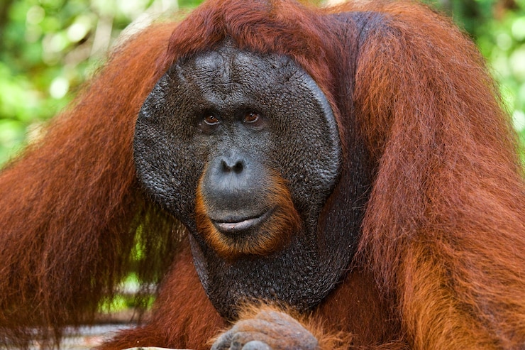 Foto retrato de un orangután macho. de cerca. indonesia. la isla de kalimantan (borneo).