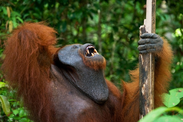 Retrato de un orangután macho. De cerca. Indonesia. La isla de Kalimantan (Borneo).