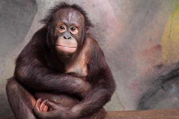 Retrato de orangután (Pongo pygmaeus)