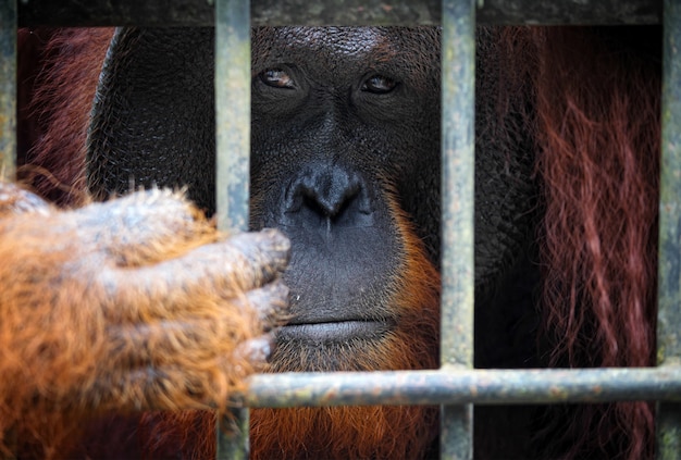 Retrato de orangutang en jaula