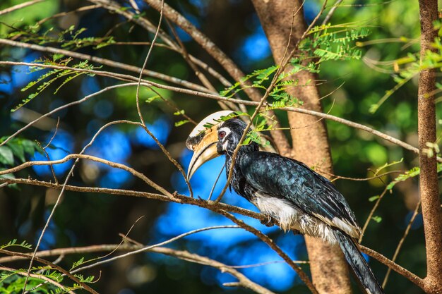 Retrato, oriental, pied, hornbill