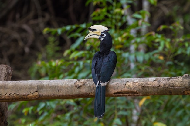 Retrato, oriental, pied, hornbill