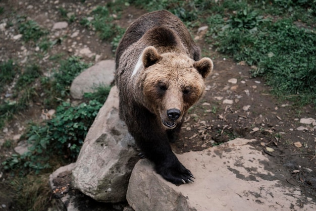 Retrato de un oso caminando por el bosque