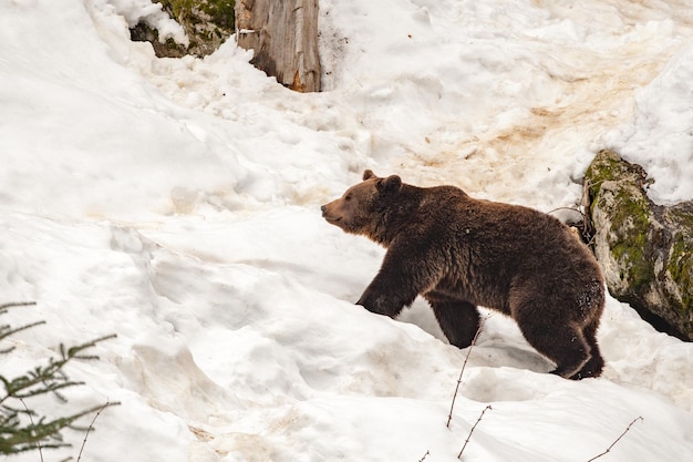 Retrato de oso en el fondo de la nieve